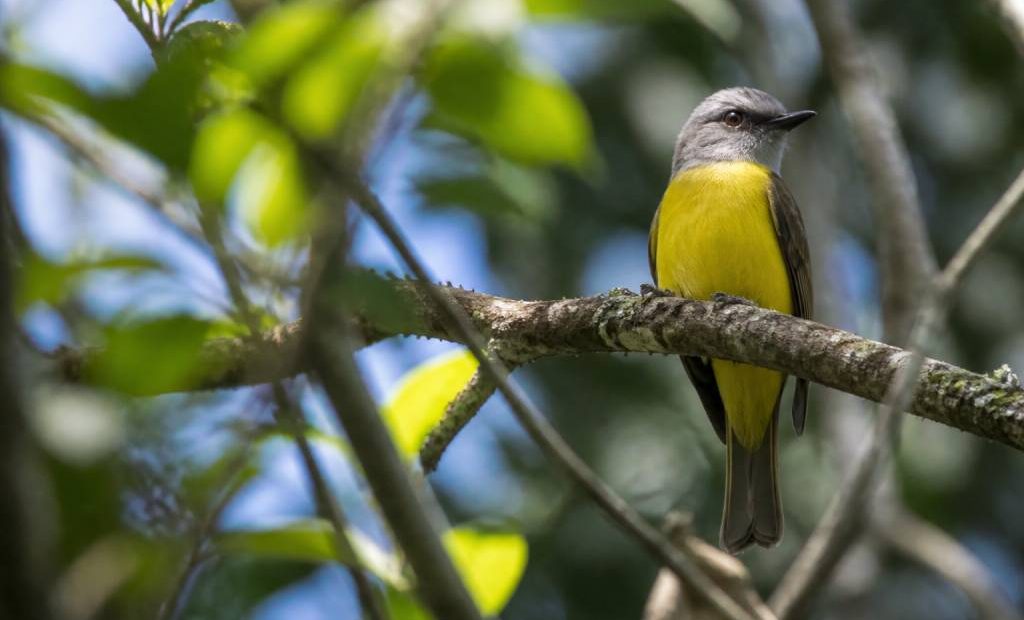 Roteiro de turismo de observação de aves e natureza no Parque Nacional da Serra da Canastra: cachoeiras, cerrado e o nascimento do São Francisco