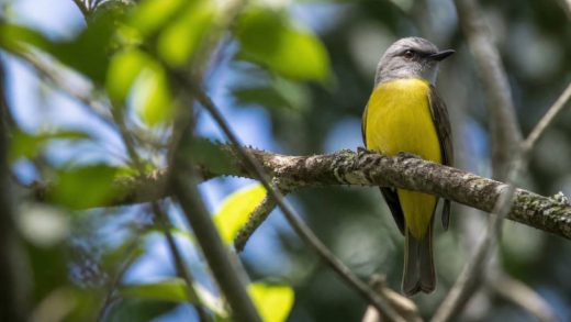Roteiro de turismo de observação de aves e natureza no Parque Nacional da Serra da Canastra: cachoeiras, cerrado e o nascimento do São Francisco