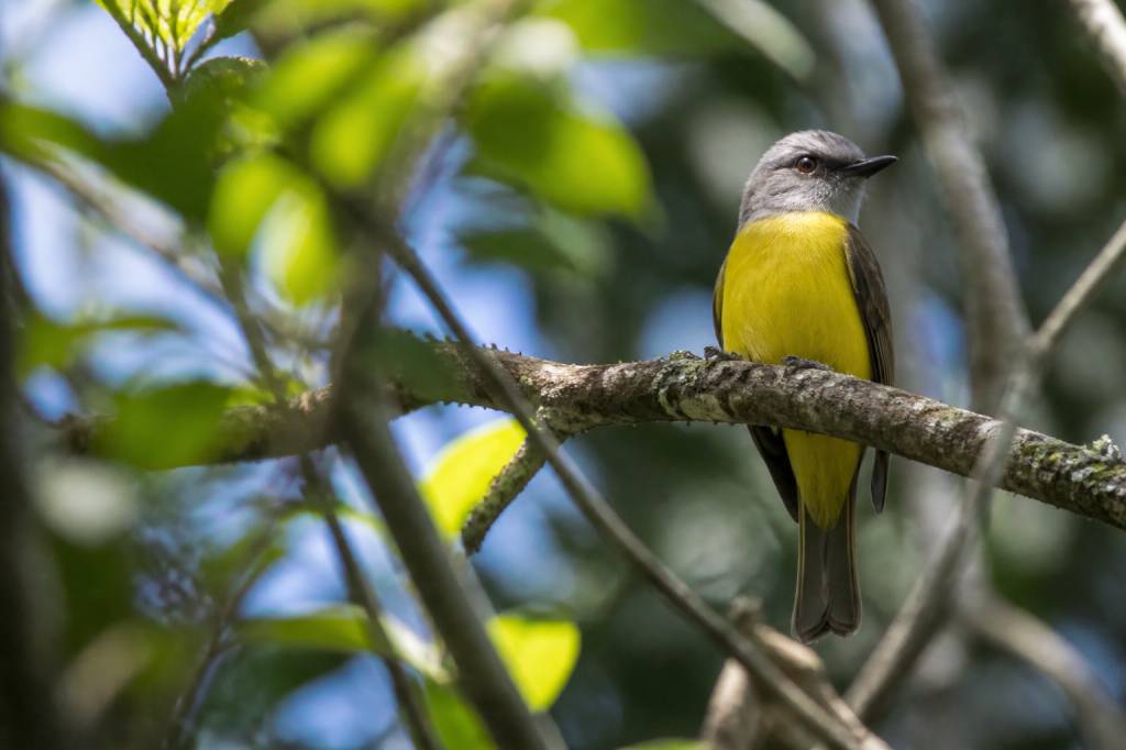 Roteiro de turismo de observação de aves e natureza no Parque Nacional da Serra da Canastra: cachoeiras, cerrado e o nascimento do São Francisco